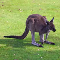 Kangaroo