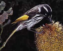 New Holland Honey Eater