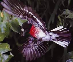 Red Breasted Robin