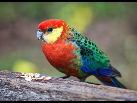 Rosella